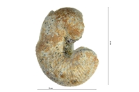Scaphites hurgardianus